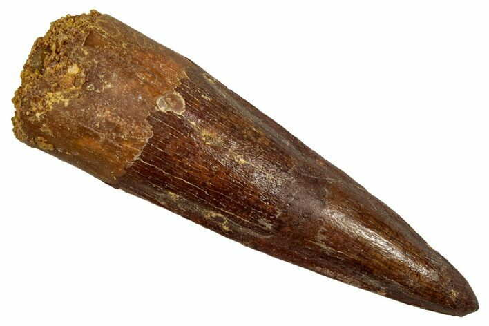 Fossil Spinosaurus Tooth - Restored Tip #344177